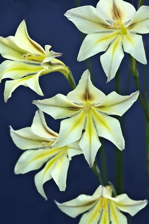 Top 10 Flowers That Bloom At Night