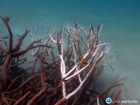 Over A Third Of Coral Is Dead In Parts Of The Great Barrier Reef