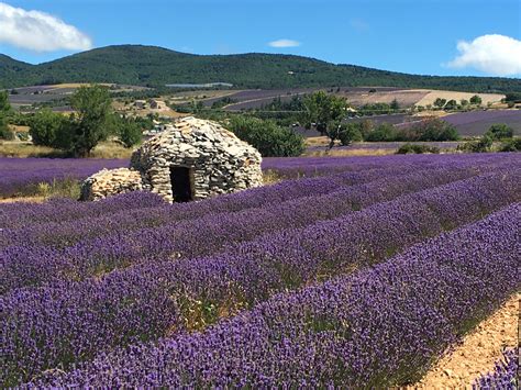 Lavender Field With Shepherds Stone Hut Tuscany Tours