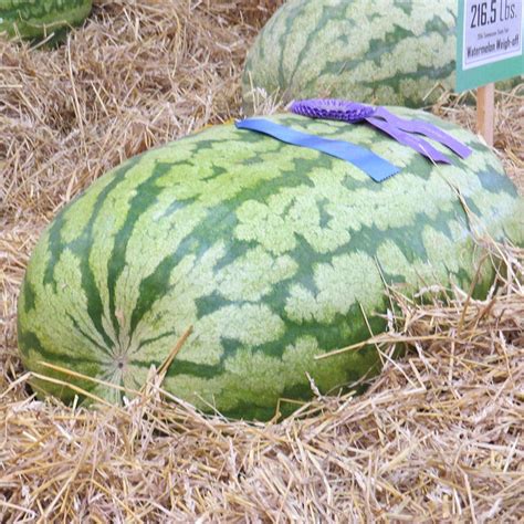 Buy Carolina Cross 180 Watermelon Seeds Online Grow Your Own Food