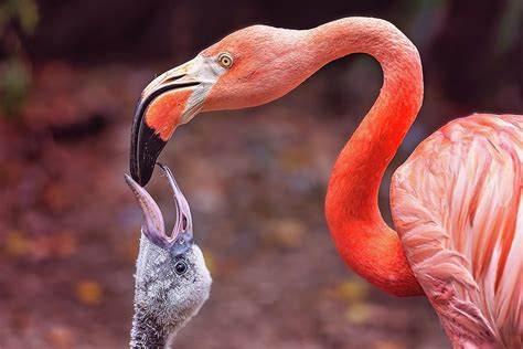 Mother And Baby Flamingo Photograph By Steve Rich Fine Art America