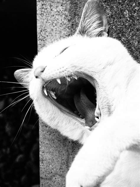 春 Yawning Cat Hokkaido Japan ©jurijiji Pretty Cats Cats Cute Cats
