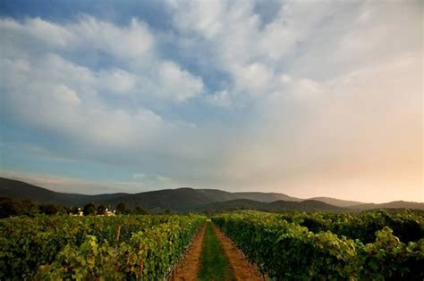 6 Romantic Vineyards In Charlottesville To Visit Valentines Day 2017
