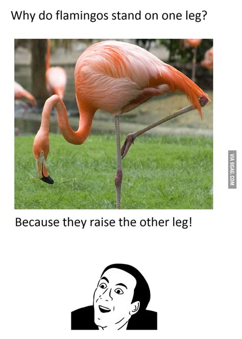 Why Do Flamingos Stand On One Leg 9gag