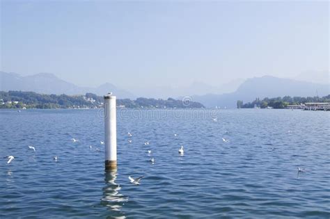 Lake Lucerne Seen From The Shore In Lucerne In Switzerland Stock Photo Image Of City Sunny