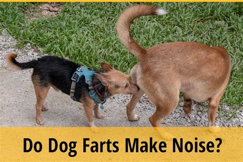 Do Dog Farts Make Noise Reducing Fart Noise Tips Zooawesome