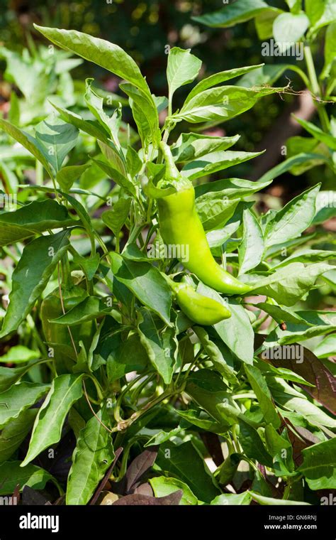 Chili Pepper Plants Hi Res Stock Photography And Images Alamy