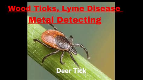 15 Lyme Disease Wood Ticks And Metal Detecting Youtube
