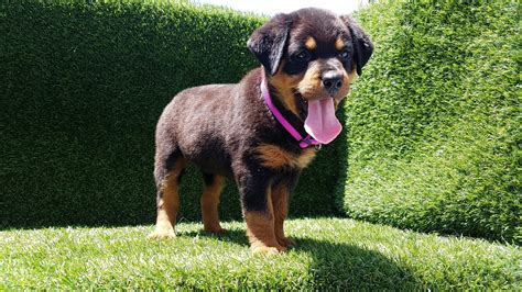 Male and female rottweiler puppies ready for new homes. Rottweiler Puppies For Sale | Thousand Oaks, CA #282615