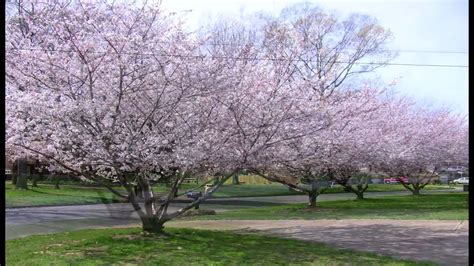 Time Lapse Of My Cherry Trees Blooming In Spring 2009 Youtube