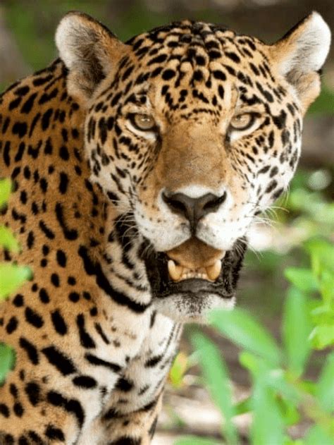 Largest Jaguar Ever Recorded Animals Around The Globe