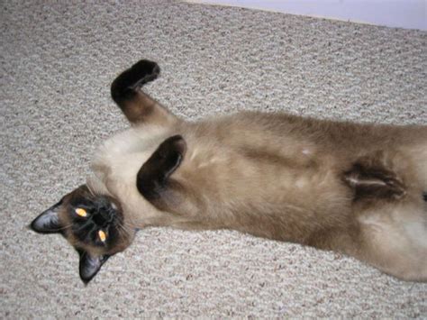 Overall body structure to be fine boned. Siamese Cats Picture Gallery - Featuring Pictures of Meezers