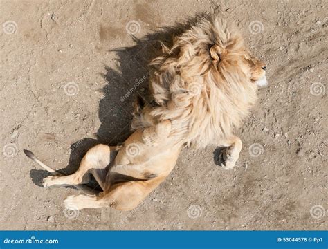 Lion Sleeping On The Back With Paws In Air Stock Photo Image Of Lions