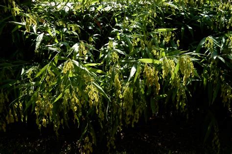 Want to know more about working here? Inland Sea OatsDirt Doctor Howard Garrett Organic ...