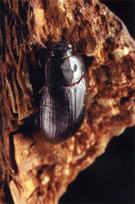 Réf 29065 — Insecta Coleoptera Tenebrionidae Alphitobius Diaperinus Galerie