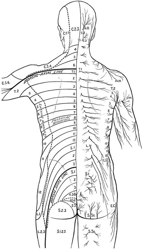 Arthritis of the spine is a breakdown of the joint and disc cartilage in the neck and lower back. Distribution of Cutaneous Nerves on the Back | ClipArt ETC