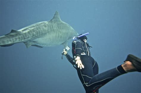 Shark Cage Diving Durban Snorkeling With Sharks At Durbans Aliwal Shoal