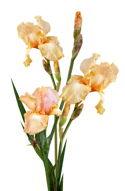 Irises Yellow Plant Free Photo On Pixabay Pixabay