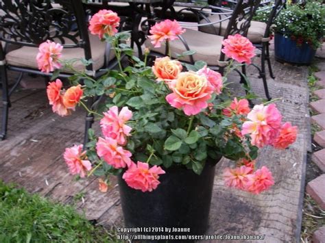 Pin By Flowers In Heart On Potted Roses Hybrid Tea Roses Floribunda Roses Planting Roses