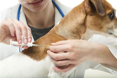 Dog Vaccines Every Appleton Dog Owner Should Be Getting