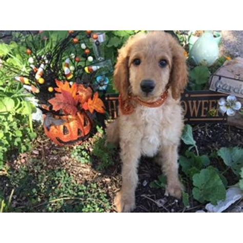 Home raised goldendoodle puppies located at our country we raise our goldendoodle puppies by hand the old fashioned way and not in a kennel facility. F1B Non-shedding Goldendoodle Puppies in Rapid City, South ...