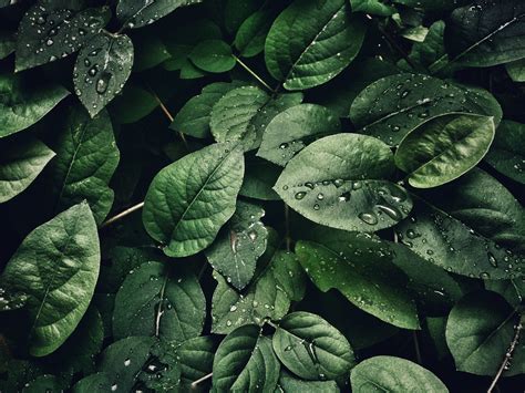 Close Up Photography Of Leaves With Droplets · Free Stock Photo