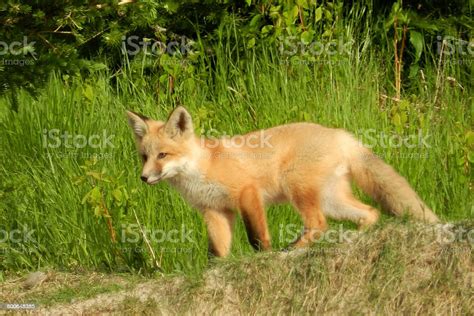 Red Fox Stock Photo Download Image Now Alberta Animal Animal