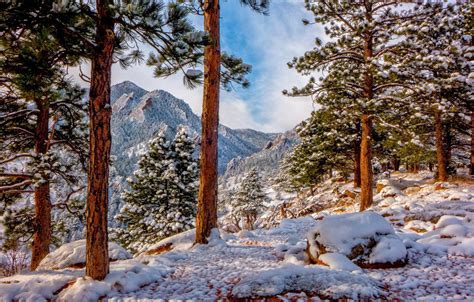 Wallpaper Winter Snow Trees Mountains Colorado Pine Colorado
