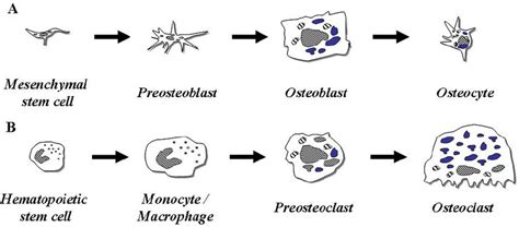 Osteoblast Osteocyte A And Osteoclast B Differentiation