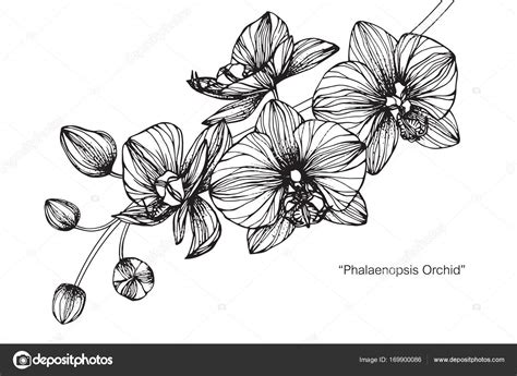 Share 133 Orchid Flower Sketch Latest Ineteachers