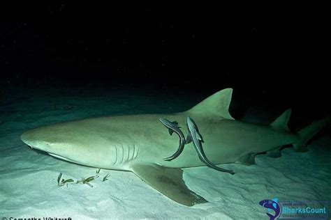 Lemon Sharks Facts And Information Divers Guide To Marine Life