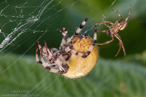 Four Spot Orb Weaver Spider Araneus Quadratus Mating