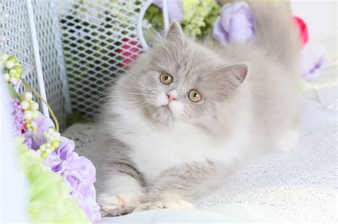 Tiny persians offers doll face silver persian kittens for sale in north texas. Lilac & White Persian Kitten for SaleUltra Rare Persian ...