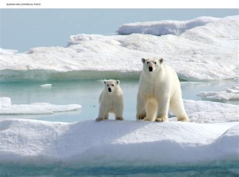 Polar Bears Could Be Extinct By Centurys End Study Says