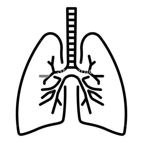 Lungs Vector At Vectorified Collection Of Lungs Vector Free For