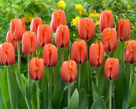 Tulip Darwi Orange Bluestone Perennials Planting Bulbs Tulips