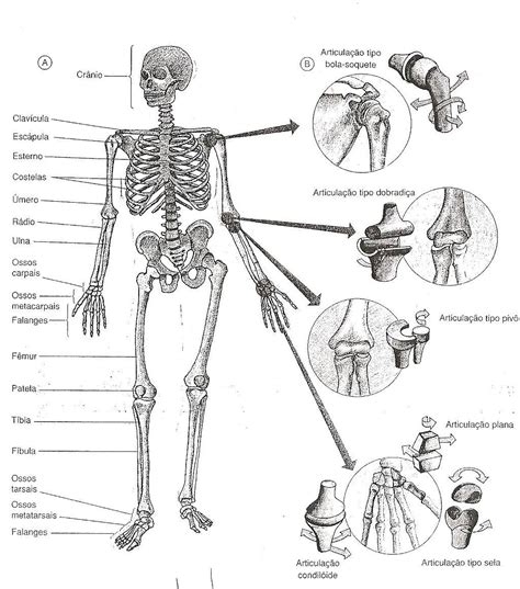 Corpo Humano Ossos Do Corpo Humano