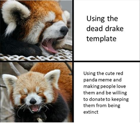 Just Gonna Start Uploading Red Panda Memes Meme By Klhjgfyvbhujknnjl