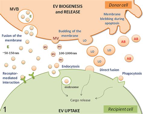 extracellular vesicles novel opportunities to understand and detect neoplastic diseases laura