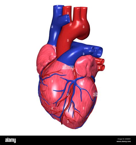 Human Heart Pulmonary Valve Cut Out Stock Images And Pictures Alamy