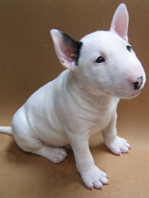 My Gosh How Cute Bull Terrier Puppy Puppies Baby Animals