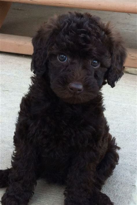 We do have availability in our upcoming litters. 25 Australian Labradoodle Puppies You Will Love | FallinPets
