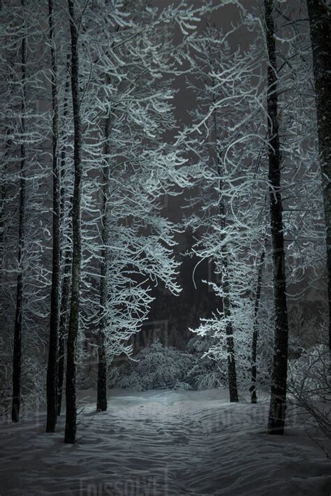Tranquil View Of Snow Covered Trees During Night Stock