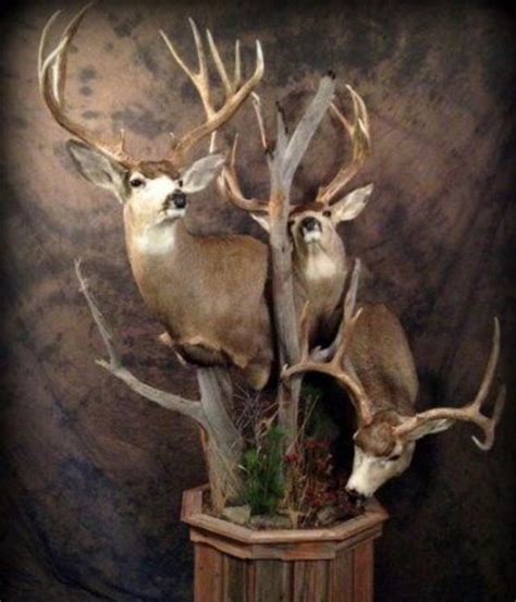 Pin By Justine Smith On Awesome Taxidermy Deer Mounts Mule Deer