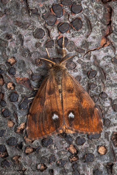 Common Vapourer Moth Male Orgyia Antiqua Alex Hyde