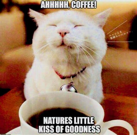 Pin By Maggie On ☕️coffee☕️ Coffee Meme Coffee Quotes Coffee Humor