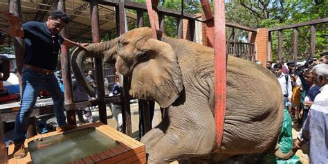 International Veterinarians Save Ailing Elephant At Pakistani Zoo After