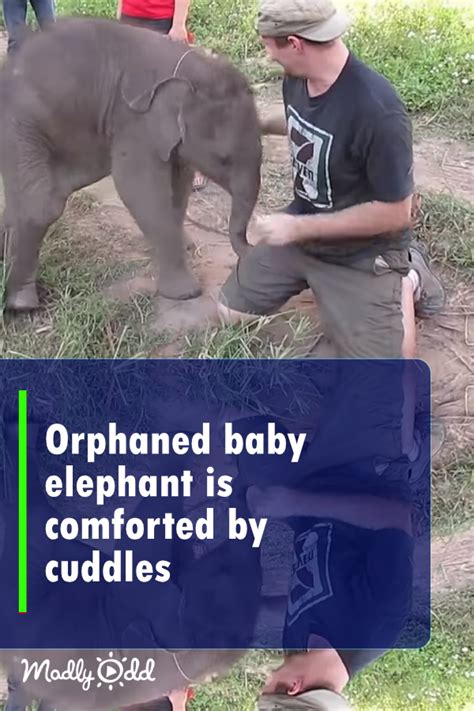 Orphaned Baby Elephant Is Comforted By Cuddles Madly Odd