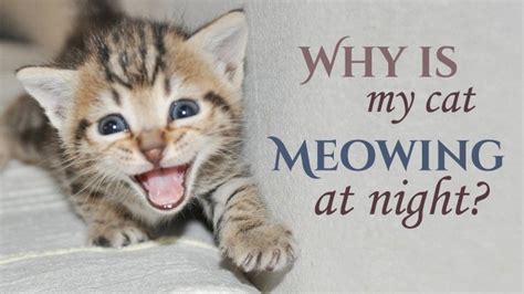For more about excess cat meowing at night, continue reading. Why Is My Cat Meowing At Night? - Catological