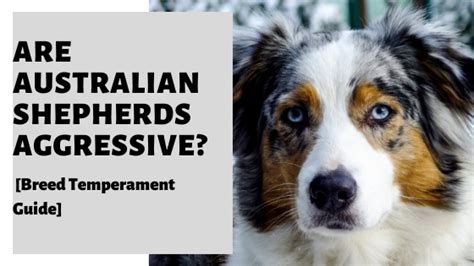 Are Australian Shepherds Aggressive Breed Temperament Guide